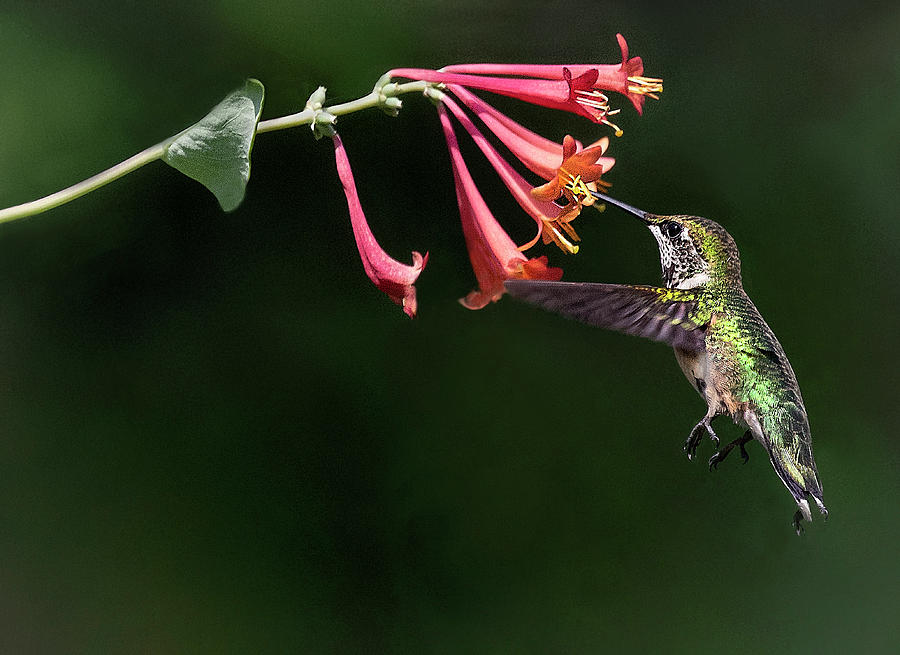 Hummingbird Photograph - Honey Suckle Sipper by Art Cole