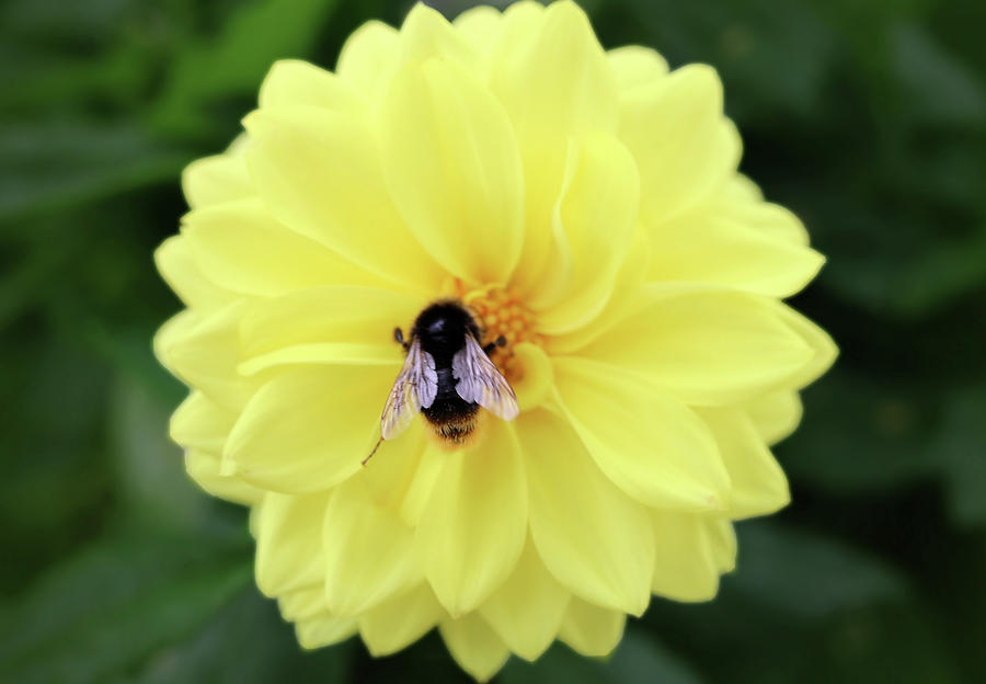 Honeybee And Dahlia Photograph by Johanna Hurmerinta