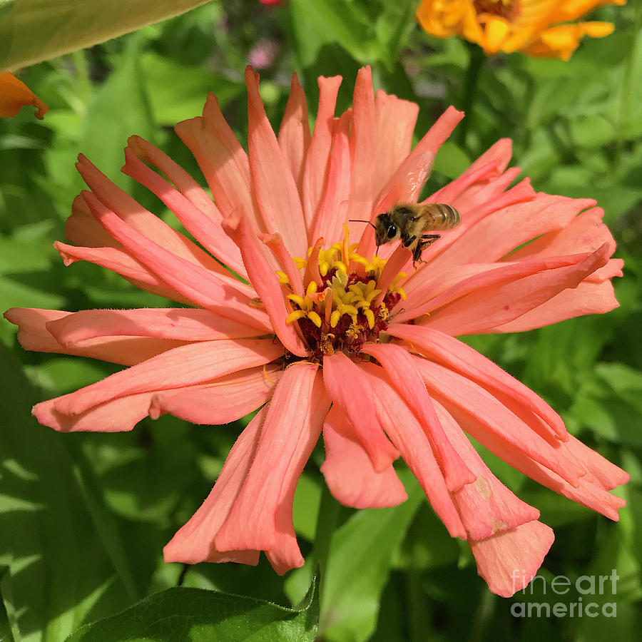 Honeybee and Zinnia 1 Photograph by Amy E Fraser