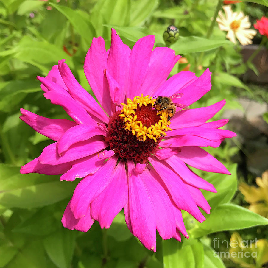 Honeybee and Zinnia 5 Photograph by Amy E Fraser