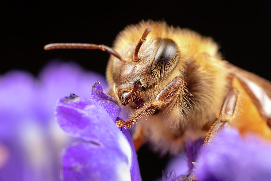 Honeybee Friend Photograph by Brian Hale