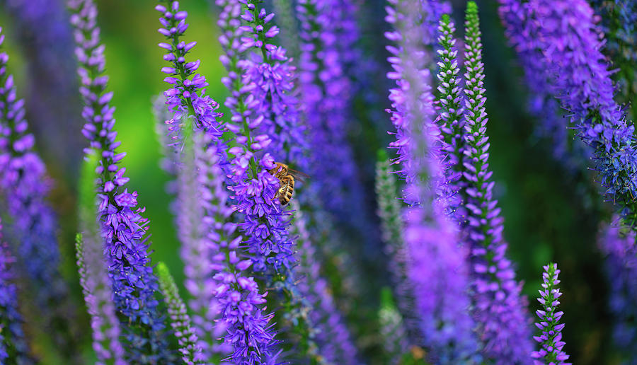 Honeybee Heaven Photograph by Jade Moon