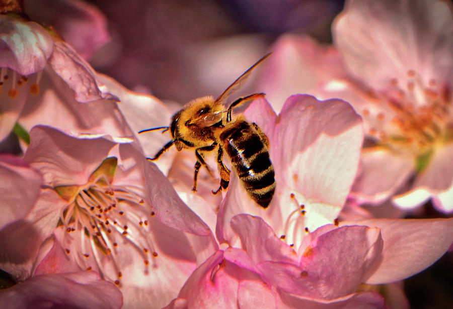 Honeybee In A Cherry Blossom 012 Photograph by George Bostian