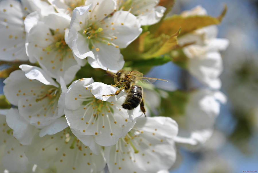 Honeybee in cherry blossom Photograph by Petra Koehler Rose - Fine Art ...