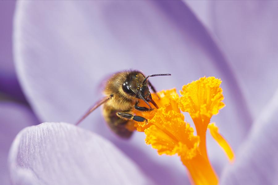 Honeybee Digital Art by Oliver Giel