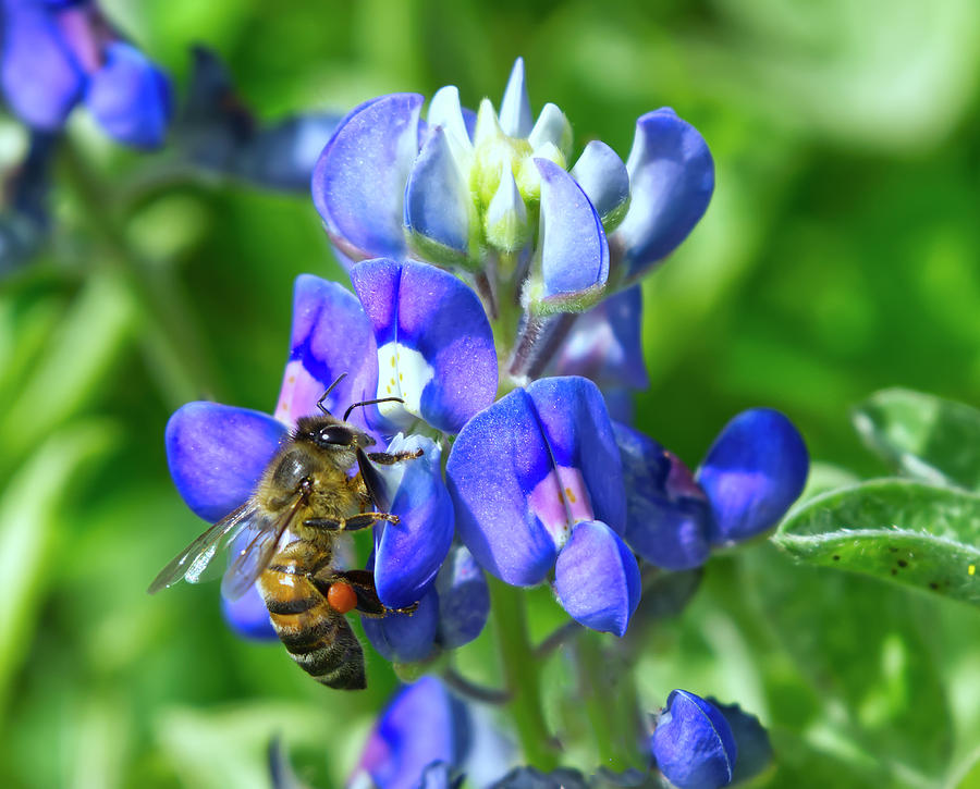 Honeybee on Bluebonnet Photograph by Ty Husak