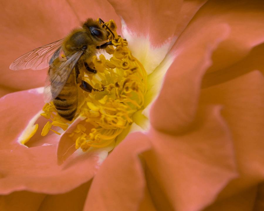Honeybee on Peach Photograph by Susan Rydberg