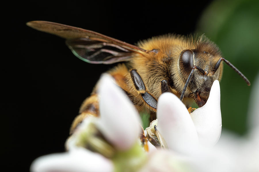 Honeybee Peeking Photograph by Brian Hale