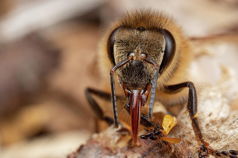 Honeybee proboscis Photograph by Brian Hale