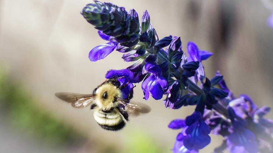 Honeybee Purple Photograph by Amanda Cook | Fine Art America