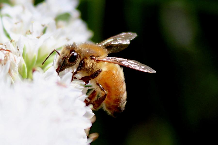 Honeybee Photograph by Sarah Lilja