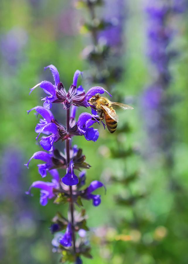 Honeybee by Shannon Kelly Honeybee by Shannon Kelly