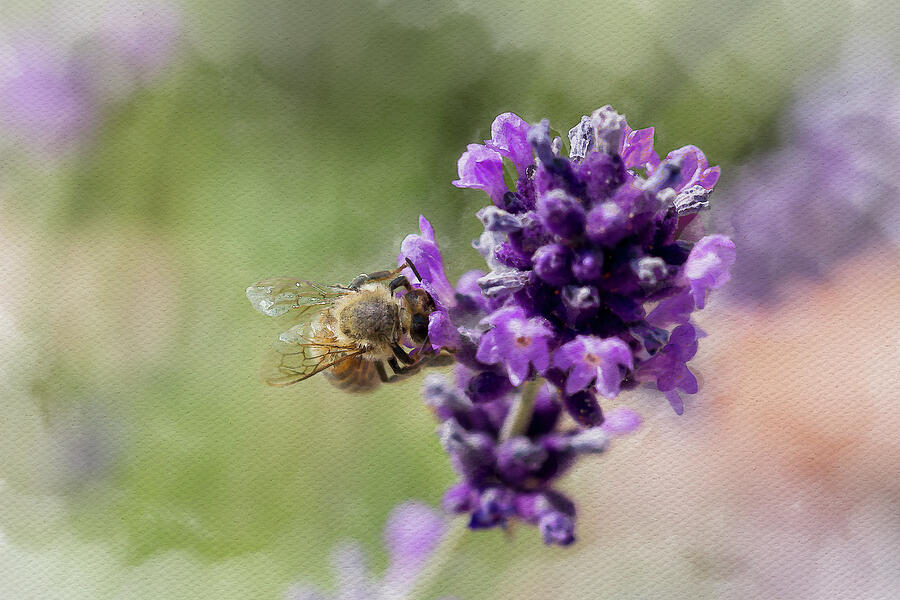 Honeybee Texture Photograph by Tanya C Smith