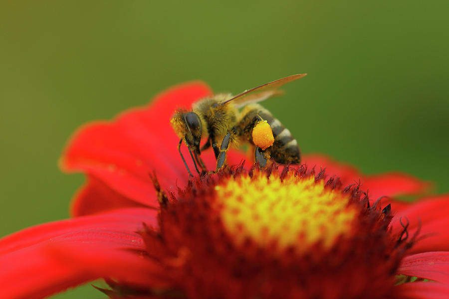 Honeybee With Pollen Bag On Flower Photograph by Karlheinz Steinberger