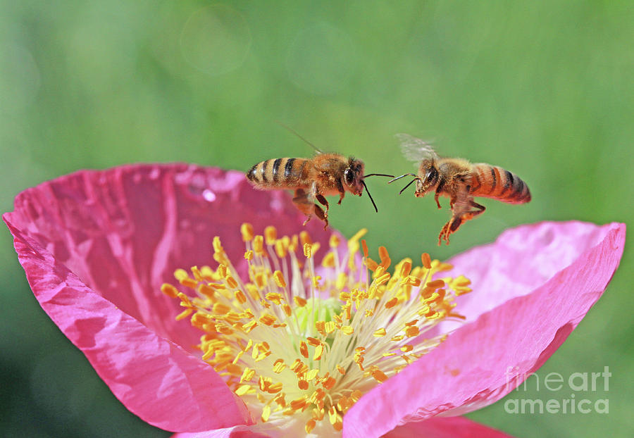 Honeybees Photograph - Honeybees by Gary Wing Honeybees Photograph - Honeybees by Gary Wing