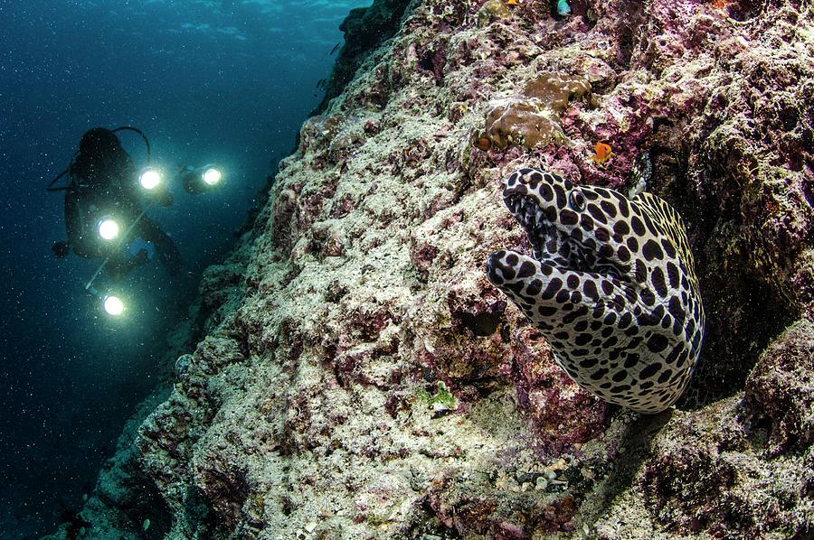 Fish Digital Art - Honeycomb Moray, Hanifaru Bay, Maldives by Giordano Cipriani
