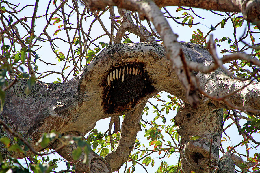 Honeycomb On Tree Branch In Zanzibar, Tanzania, East Africa Photograph by Jalag / Oliver Lindenberger