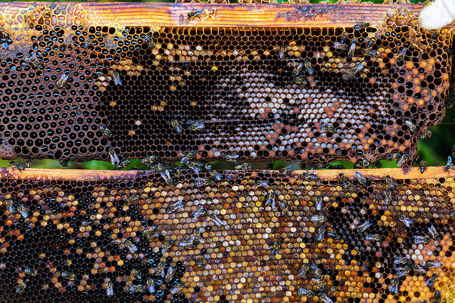Honeycombs With Bees Photograph by Hein Van Tonder