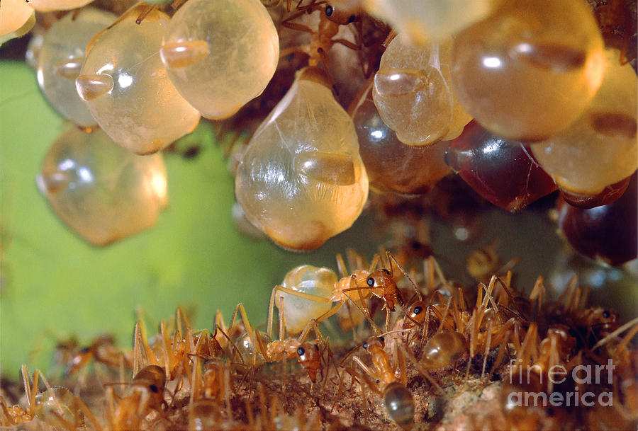 Honeypot Ants Hanging in their Lair Photograph by Wernher Krutein Pixels