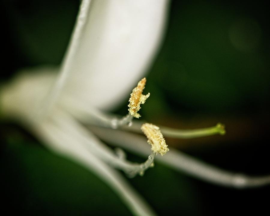Honeysuckle Photograph by John Benedict