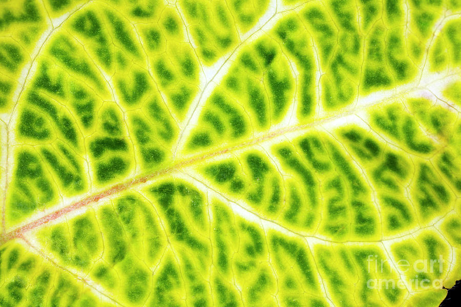 Honeysuckle Leaf (lonicera Sp.) Photograph by Dr Keith Wheeler/science Photo Library