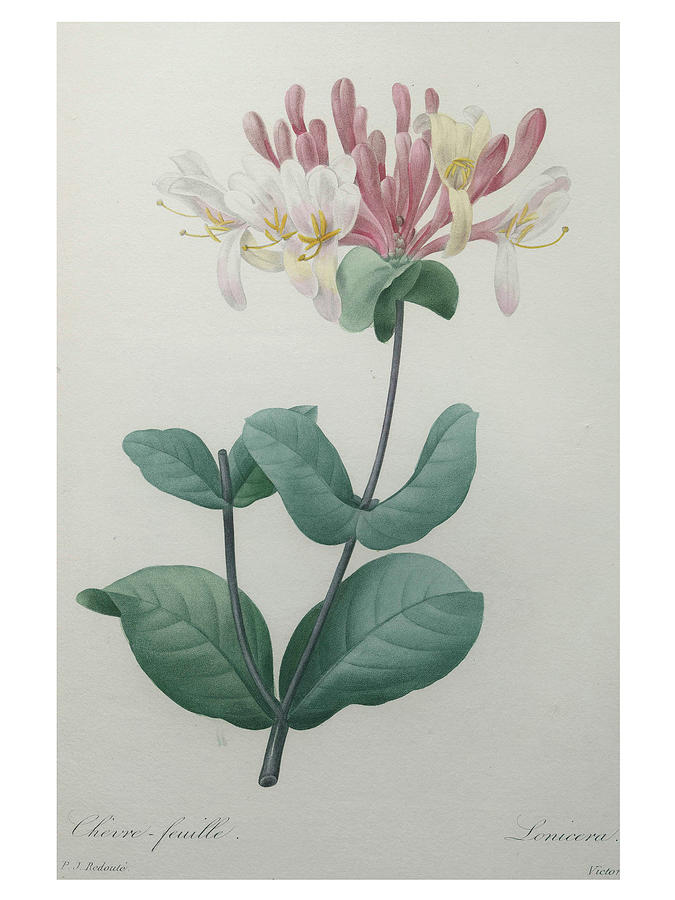 Honeysuckle Painting by Pierre-Joseph Redoute - Fine Art America