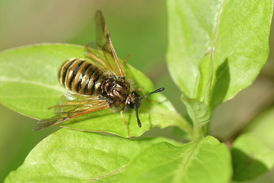 Honeysuckle Sawfly / Black-horned Sawfly A Scarce Species Photograph by ...