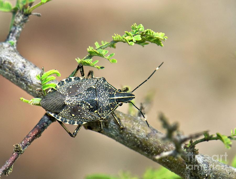Wildlife Photograph - Hong Kong Shield Bug On A Branch by K Jayaram/science Photo Library