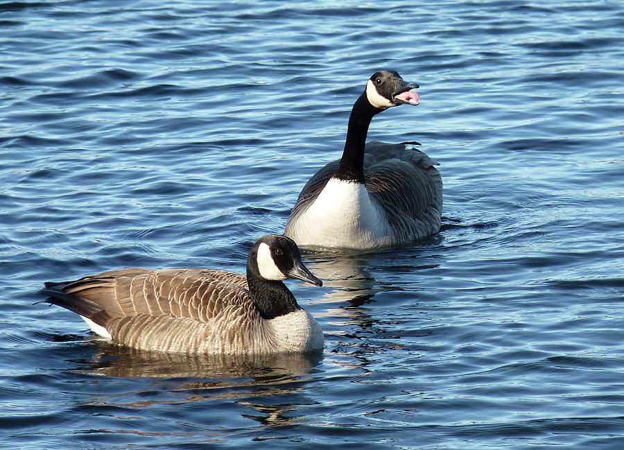 Honking Geese Photograph by Tamara Jaeger | Fine Art America