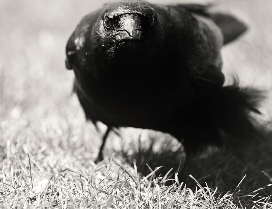 Hood Crow Photograph by J C