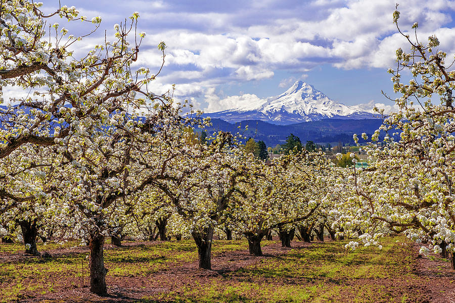 Hood River Orchard by Patrick Campbell Hood River Orchard by Patrick Campbell