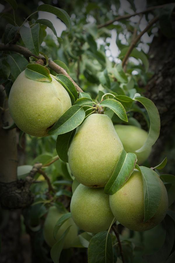 Hood River Pears by Vinnie Oakes Hood River Pears by Vinnie Oakes