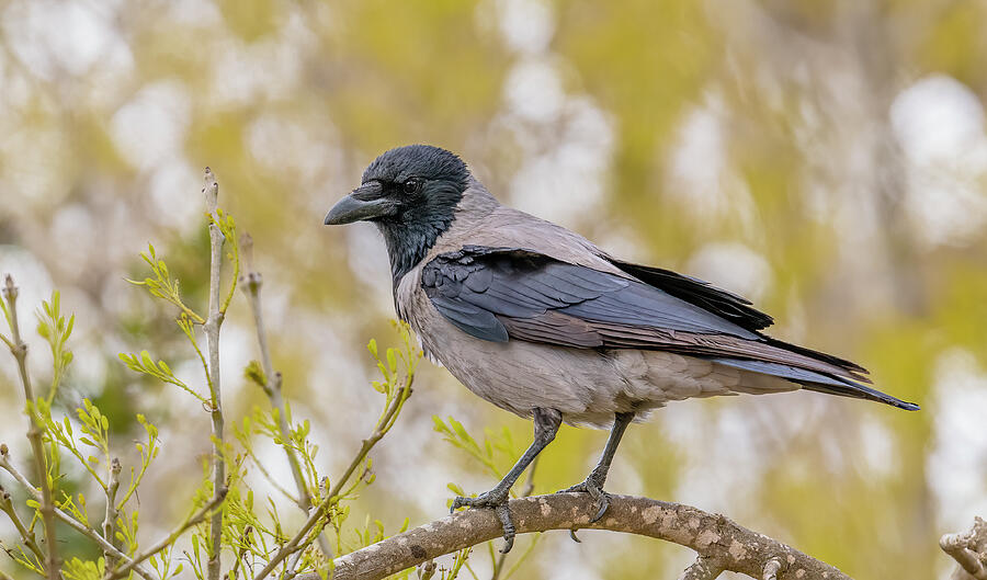 Hooded Crow Photograph - Hooded Crow On A Branch by Morris Finkelstein Hooded Crow Photograph - Hooded Crow On A Branch by Morris Finkelstein