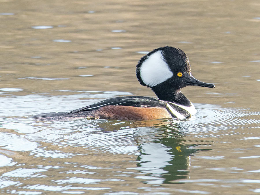 Duck Photograph - Hooded Merganser by Noble Nuthatch