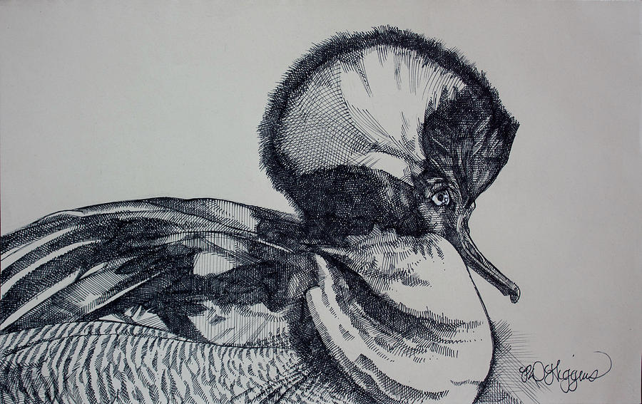 Hooded Merganser by Derrick Higgins Hooded Merganser by Derrick Higgins