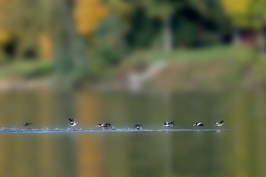 Hooded merganser ducks on the water flying paintography Photograph by Dan Friend