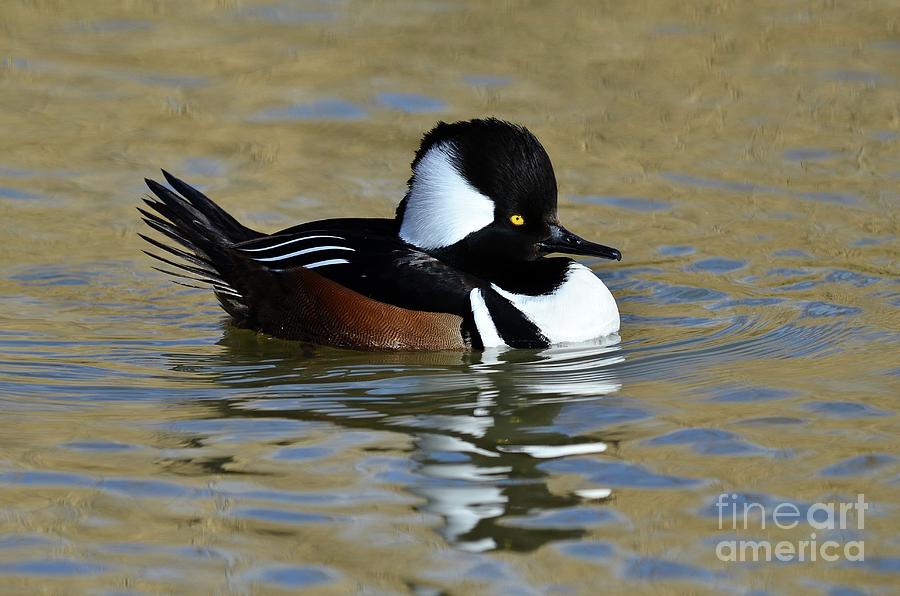 Hooded Merganser Male Photograph by Colin Varndell/science Photo Library