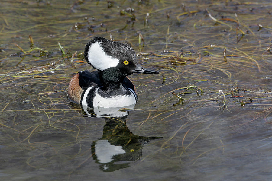 Hooded Merganser Photograph by Ronnie And Frances Howard