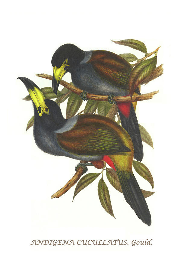 Hooded Mountain Toucan Painting by John Gould