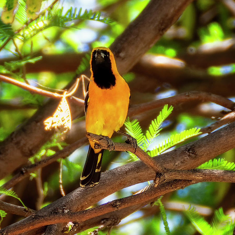 Hooded Oriole 1943 Photograph by Mark Myhaver