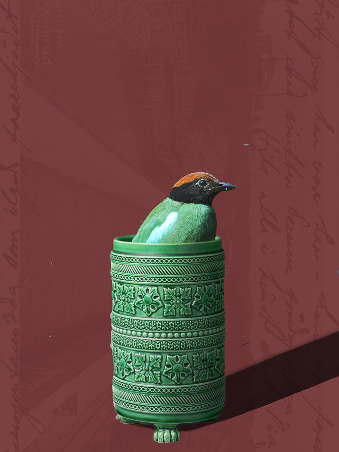 Hooded Pitta In Vase Digital Art