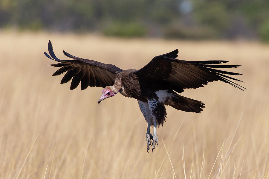 Hooded Vulture Landing Photograph by Suzi Eszterhas