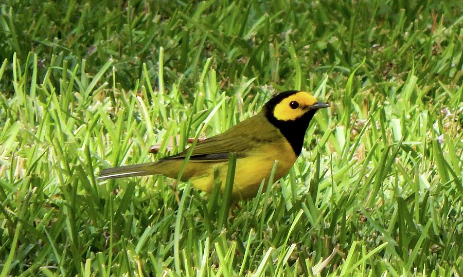 Hooded Warbler I Photograph by Karen Stansberry