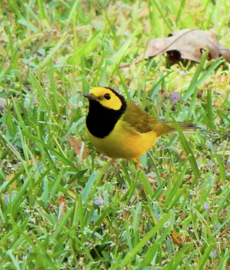 Hooded Warbler II Photograph by Karen Stansberry