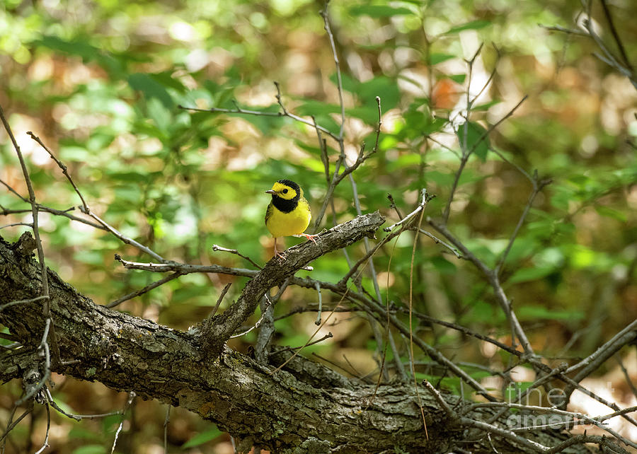 Hooded Warbler Photograph by Steven Natanson