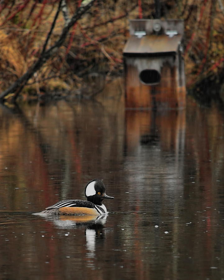 Hoodie And Wood Duck House Photograph by Dale Kauzlaric