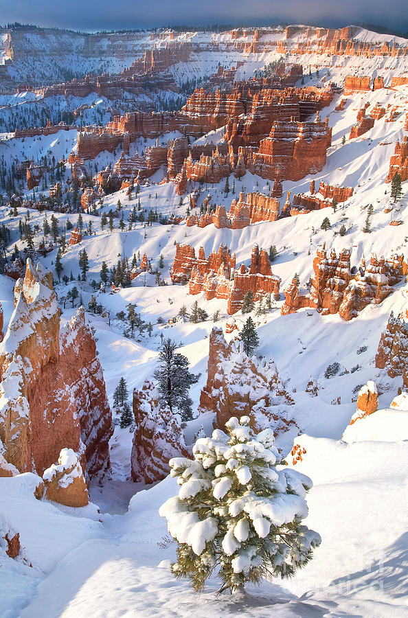 Hoodoos and Fir Tree in Winter Bryce Canyon NP Utah Photograph by Dave Welling