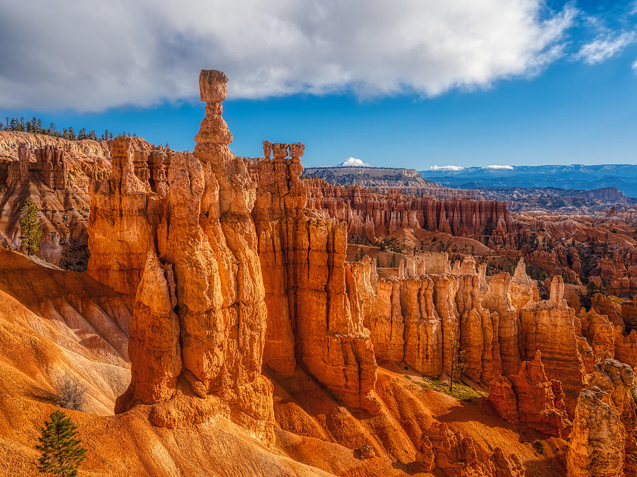 Tree Photograph - Hoodoos Of Bryce Canyon National Park by Anchor Lee