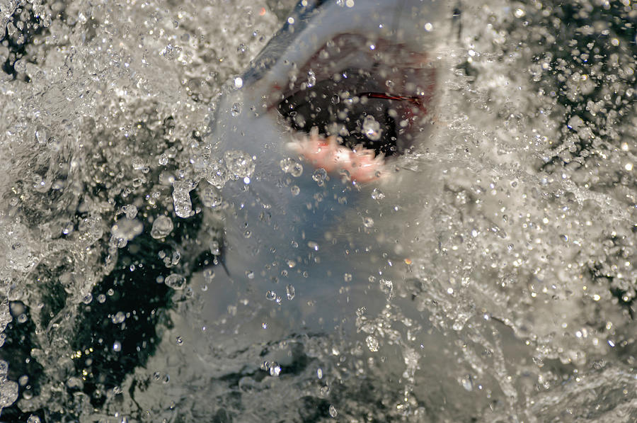 Hooked Mako Shark Coming Out Of Water Photograph