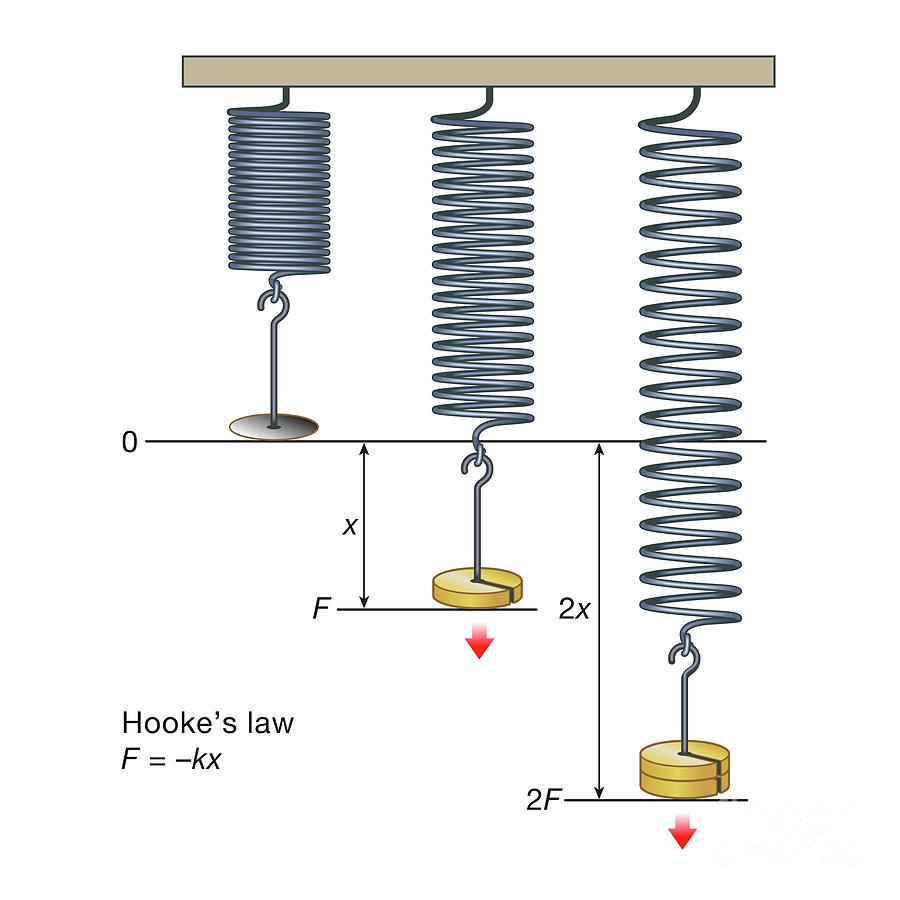 Hookes Law Photograph by Science Photo Library